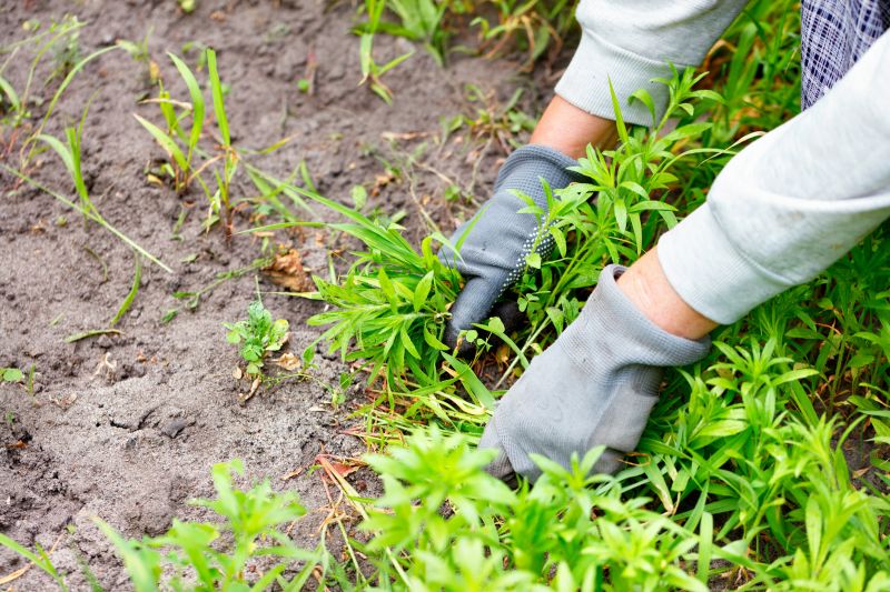 Poison Oak Removal in Lancaster County, PA