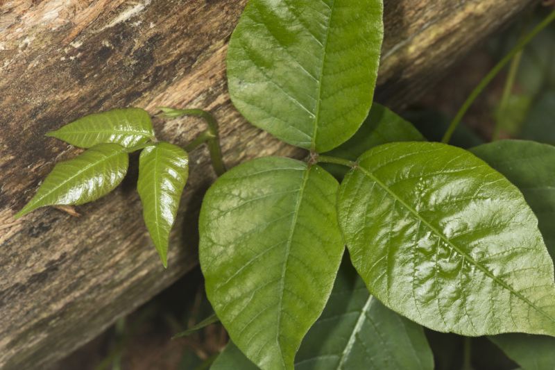 Poison Oak Removal in Philadelphia, PA